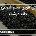 پخش فوری تخم شربتی اعلا دانه درشت