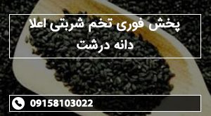 پخش فوری تخم شربتی اعلا دانه درشت