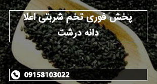 پخش فوری تخم شربتی اعلا دانه درشت