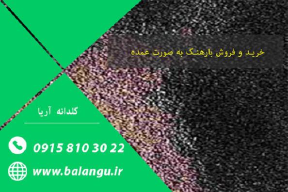 بازار پخش تخم بارهنگ درجه یک