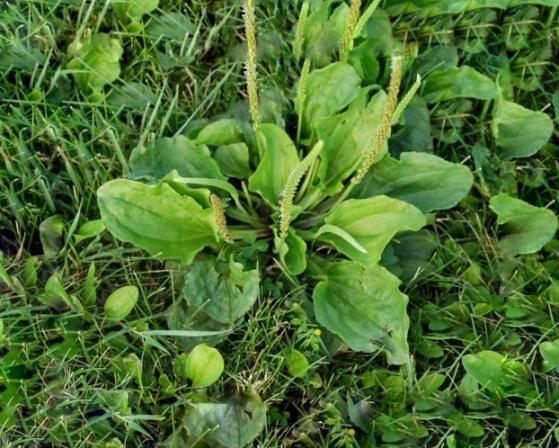 توزیع مستقیم بارهنگ صادراتی عمده