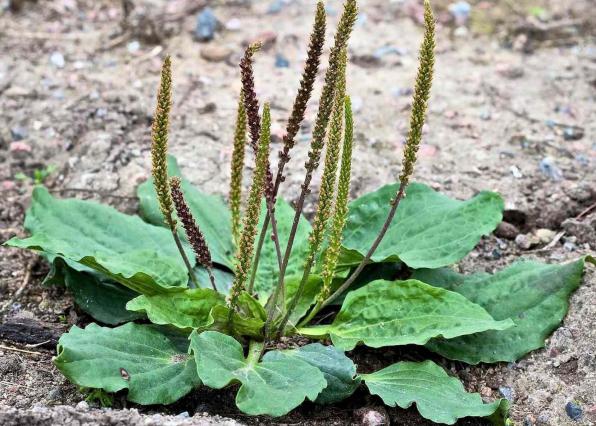 نکات لازم برای خرید بارهنگ تازه