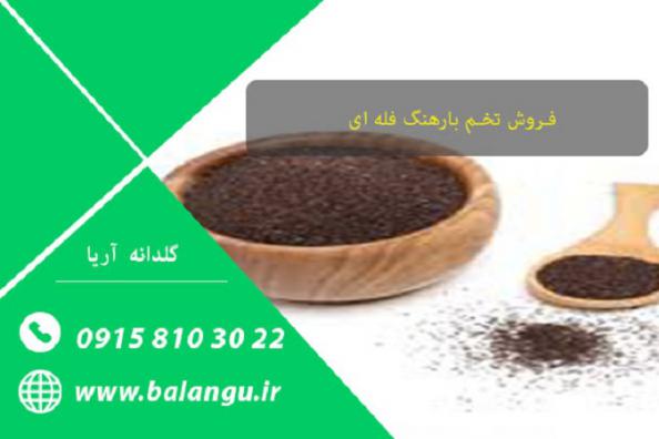 مشخصات تخم بارهنگ درجه یک