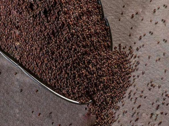 فروشنده بهترین بارهنگ قهوه ای عمده