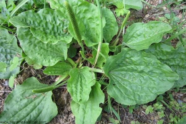 مزایای استفاده از بارهنگ برای سلامت بدن