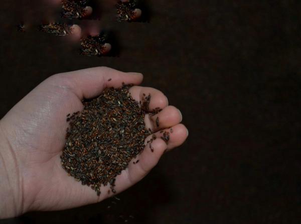 بررسی مشخصات ظاهری بارهنگ قهوه ای