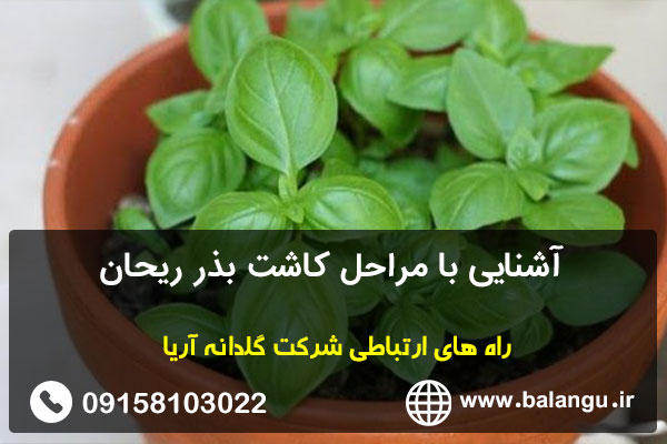 آشنایی با مراحل کاشت بذر ریحان