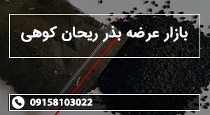 بازار عرضه بذر ریحان کوهی