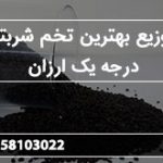 توزیع بهترین تخم شربتی درجه یک ارزان