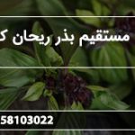 توزیع مستقیم بذر ریحان کیلویی