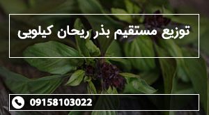 توزیع مستقیم بذر ریحان کیلویی