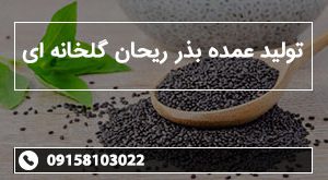 تولید عمده بذر ریحان گلخانه ای