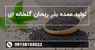 تولید عمده بذر ریحان گلخانه ای