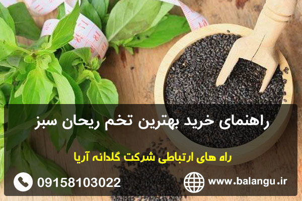 راهنمای خرید بهترین تخم ریحان سبز