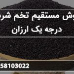 فروش مستقیم تخم شربتی درجه یک ارزان