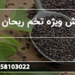 فروش ویژه تخم ریحان سبز