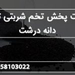 قیمت پخش تخم شربتی تبریز دانه درشت