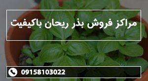 مراکز فروش بذر ریحان باکیفیت