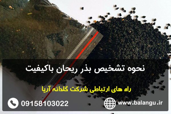 نحوه تشخیص بذر ریحان باکیفیت