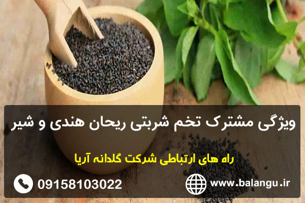 ویژگی مشترک تخم شربتی ریحان هندی و شیر
