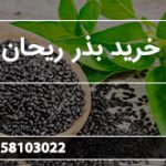 بازار خرید بذر ریحان سبز