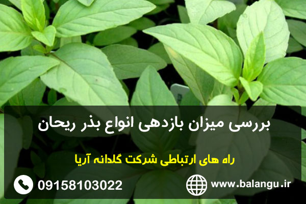 بررسی میزان بازدهی انواع بذر ریحان