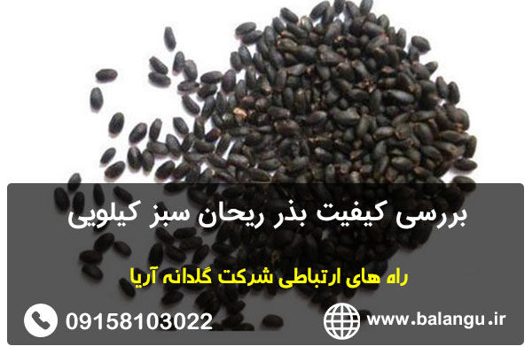 بررسی کیفیت بذر ریحان سبز کیلویی