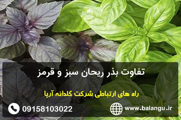 تفاوت بذر ریحان سبز و قرمز