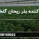 توزیع کننده بذر ریحان گلخانه ای