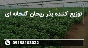 توزیع کننده بذر ریحان گلخانه ای