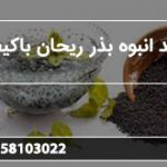 تولید انبوه بذر ریحان باکیفیت