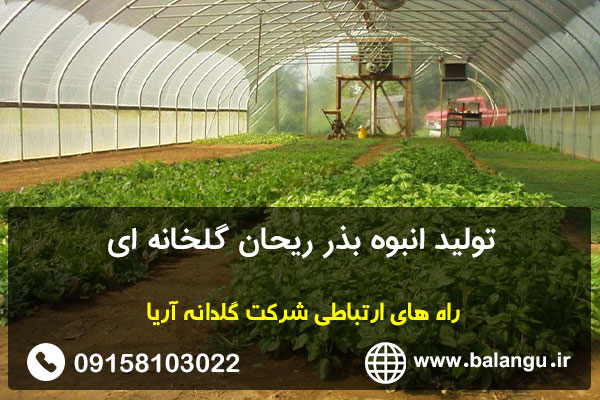 تولید انبوه بذر ریحان گلخانه ای