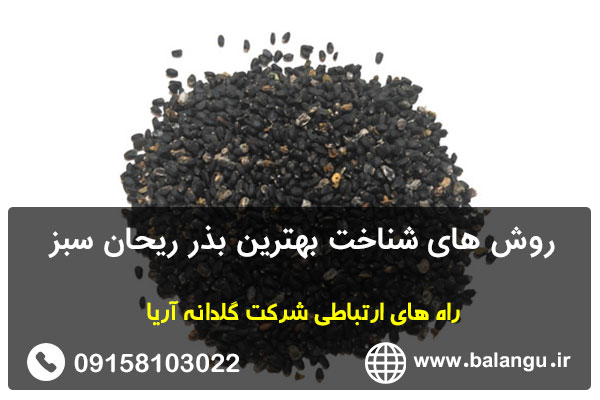 روش های شناخت بهترین بذر ریحان سبز