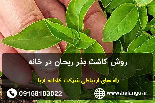 روش کاشت بذر ریحان در خانه