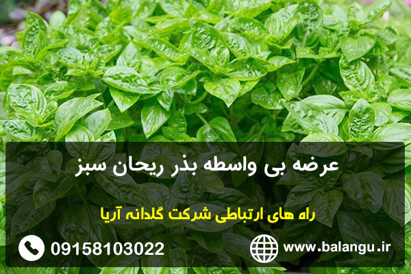 عرضه بی واسطه بذر ریحان سبز