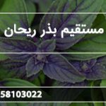 عرضه مستقیم بذر ریحان کوهی