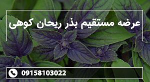 عرضه مستقیم بذر ریحان کوهی