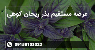 عرضه مستقیم بذر ریحان کوهی