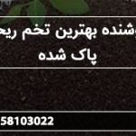 فروشنده بهترین تخم ریحان پاک شده