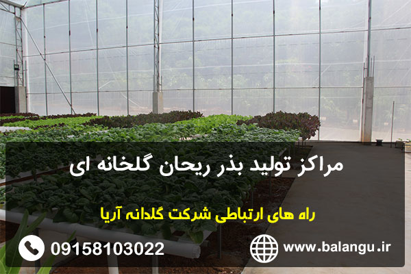 مراکز تولید بذر ریحان گلخانه ای