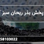 مرجع پخش بذر ریحان سبز کیلویی