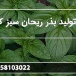 مرکز تولید بذر ریحان سبز کیلویی