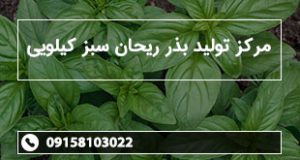 مرکز تولید بذر ریحان سبز کیلویی