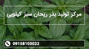 مرکز تولید بذر ریحان سبز کیلویی