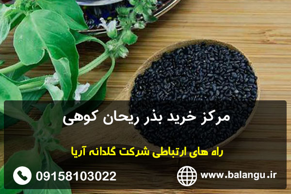 مرکز خرید بذر ریحان کوهی