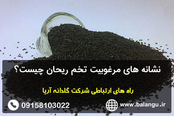 نشانه های مرغوبیت تخم ریحان چیست؟