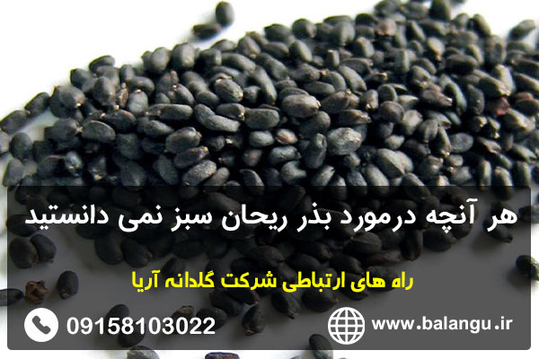 هر آنچه درمورد بذر ریحان سبز نمی دانستید