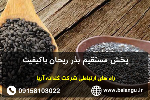 پخش مستقیم بذر ریحان باکیفیت