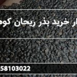 بازار خرید بذر ریحان کوهی