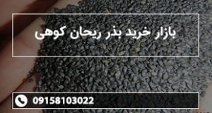 بازار خرید بذر ریحان کوهی